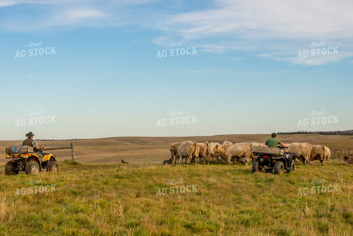 Moving Charolais Cattle 299014