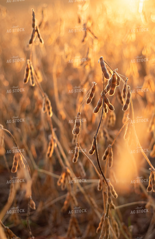 Dried Soybeans at Sunset 76013