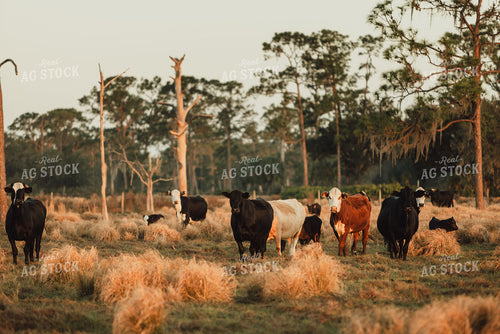 Florida Ranch 7273