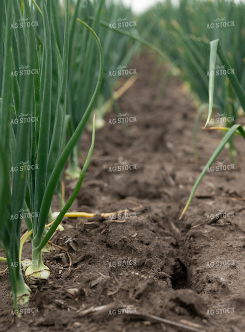 Onion Field 185150