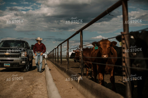 Feedyard 3025