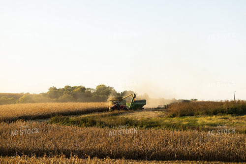 Corn Harvest 215143