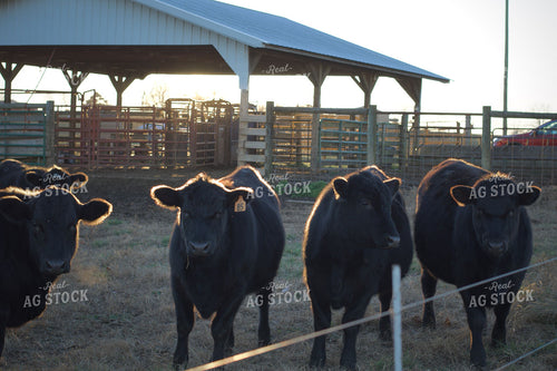 Black Angus Cattle 251106