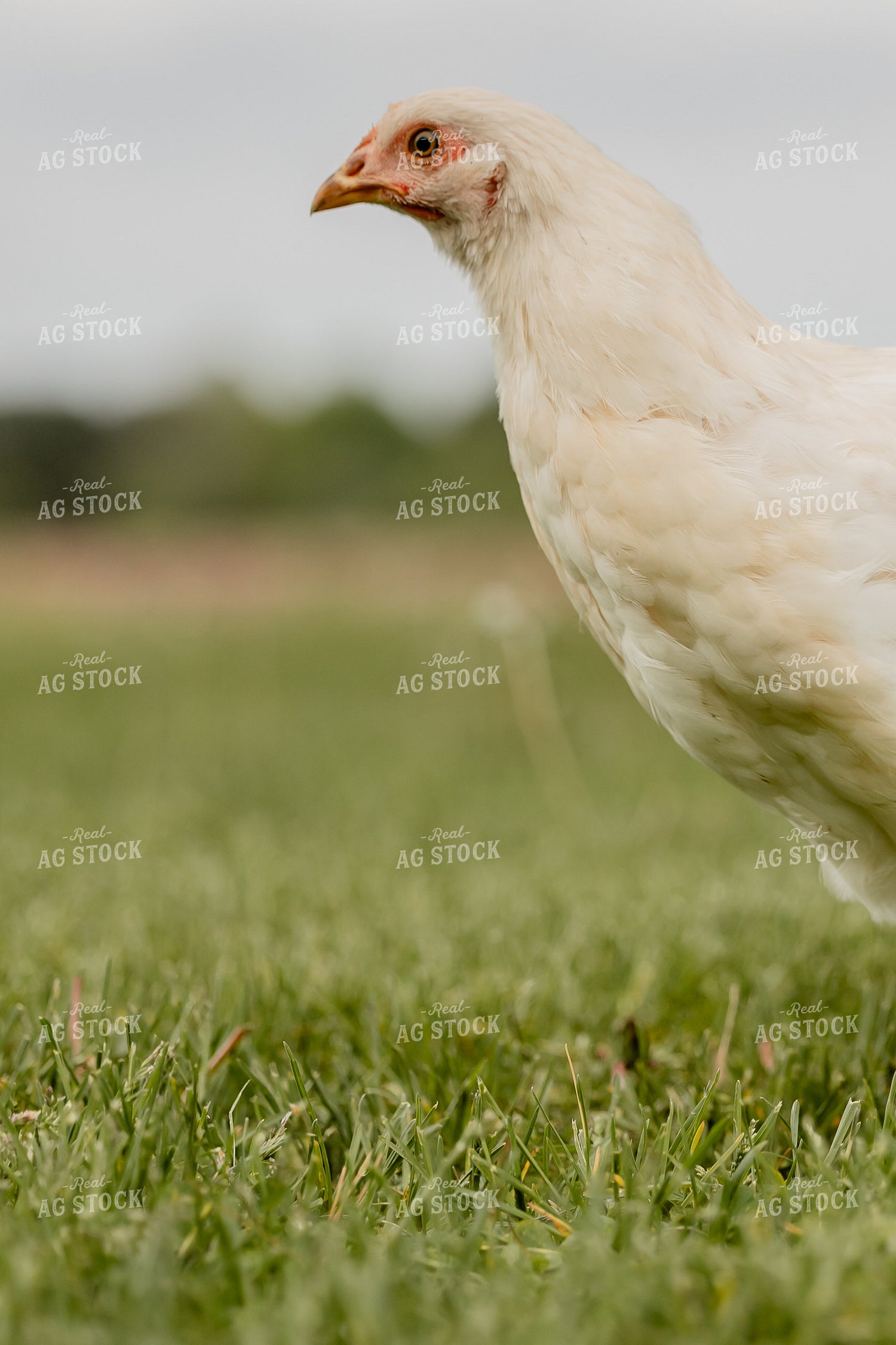 Pullet Laying Chicken 104087