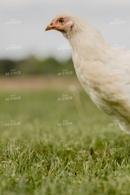 Pullet Laying Chicken 104087