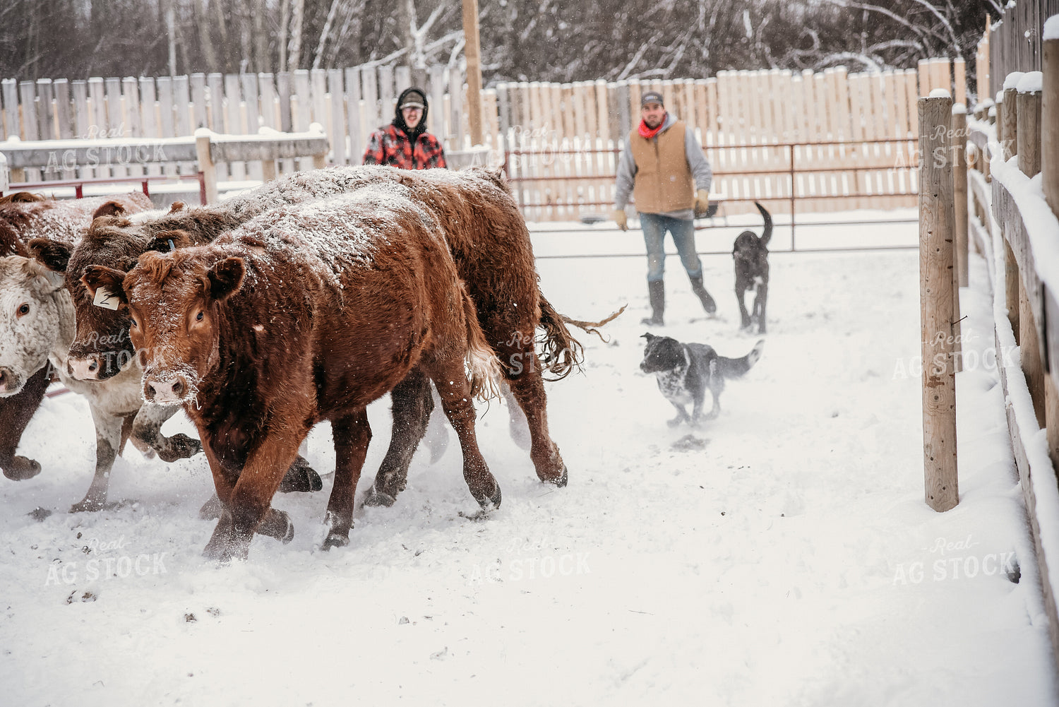 Working Cattle with Dog in Winter 64017