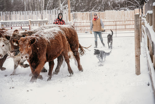 Working Cattle with Dog in Winter 64017