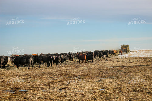 Cattle 155022