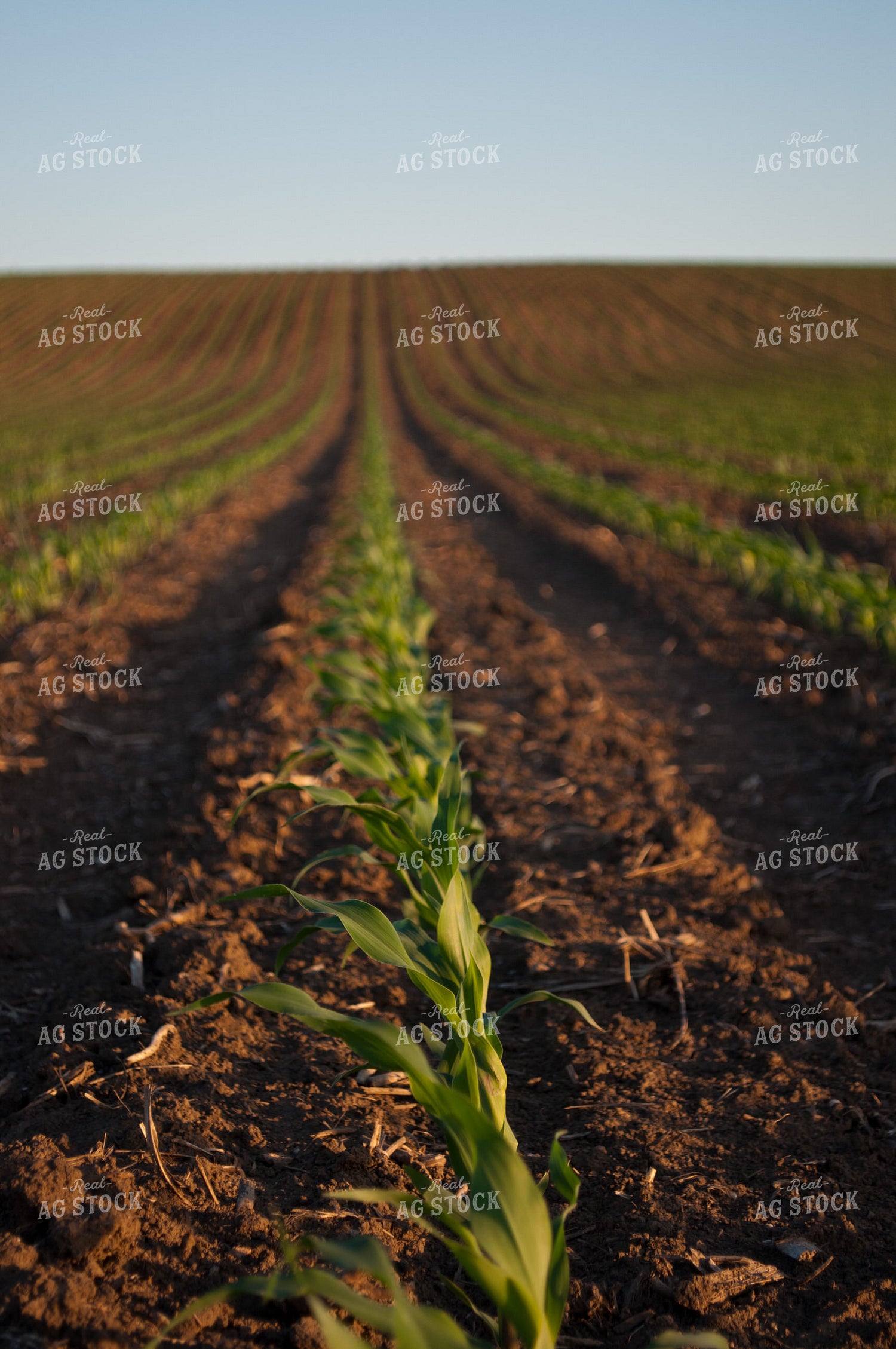 Rows of Corn at Sunset 76000