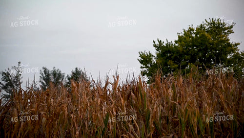 Harvesting Corn on Hilly Ground - 421