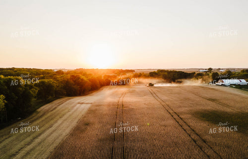 Soybean Harvest 115149