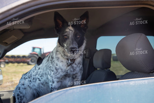 Farm Dog 117142