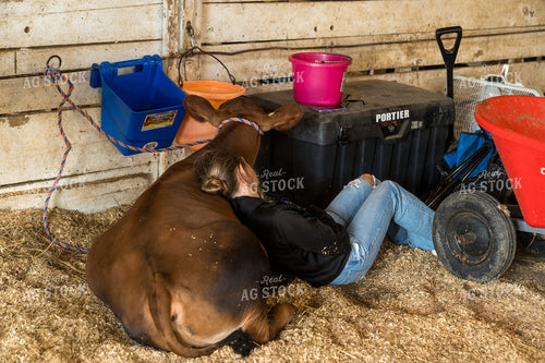 Sleeping with Cattle in the Stalls 52823