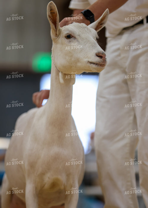 Showing Goats 160264
