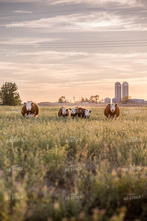 Hereford Cattle on Pasture 81169