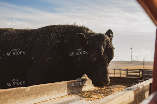 Commercial Black Angus Cattle Eating Out of Feed Trough 67229