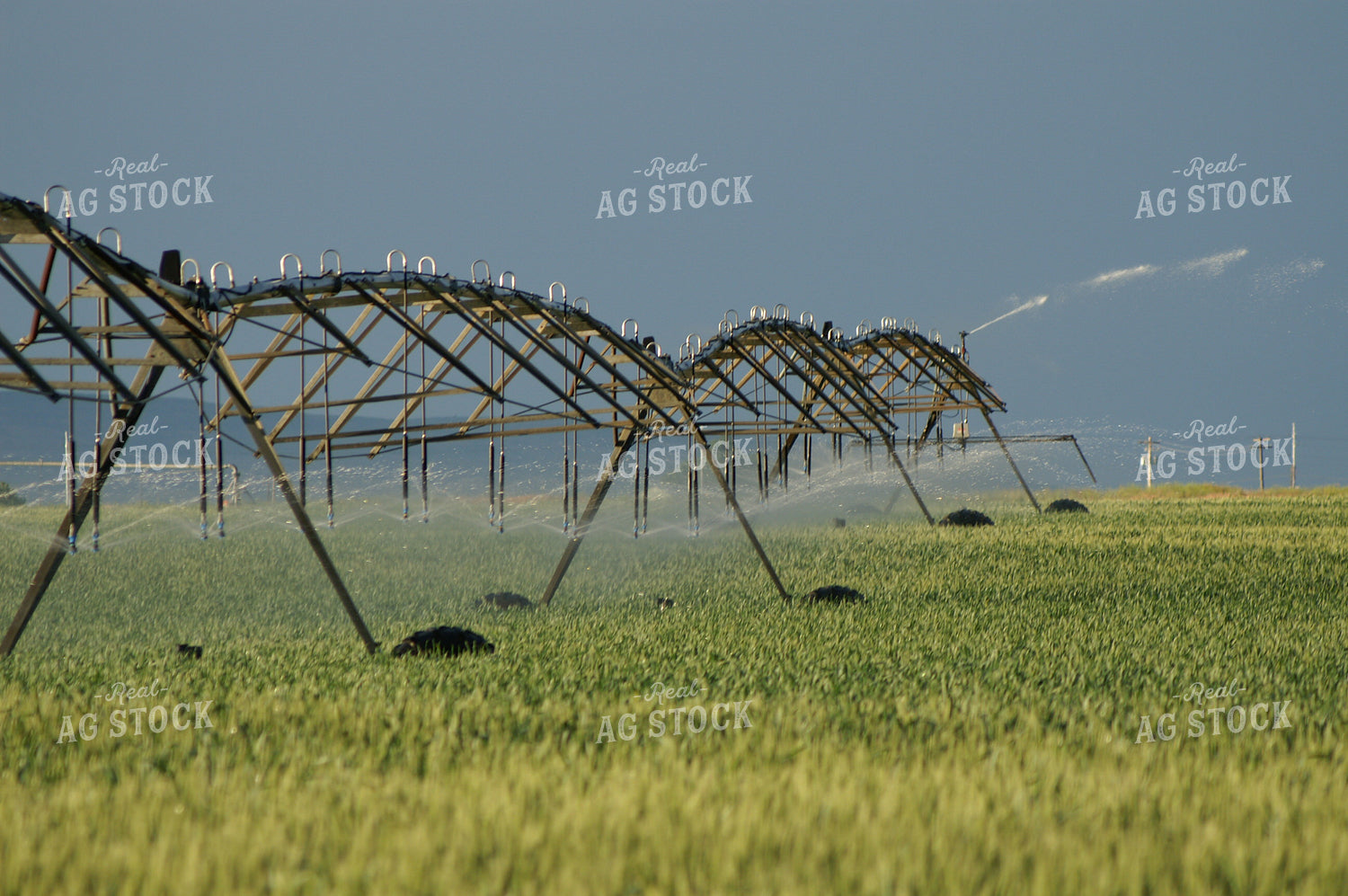 Irrigation Line Running 146019