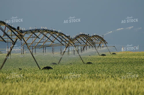 Irrigation Line Running 146019