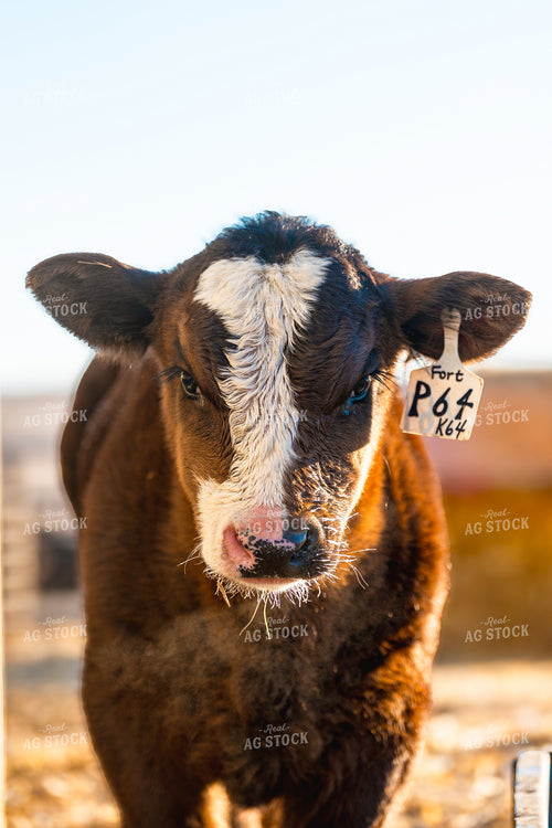 Simmental Calf 68345