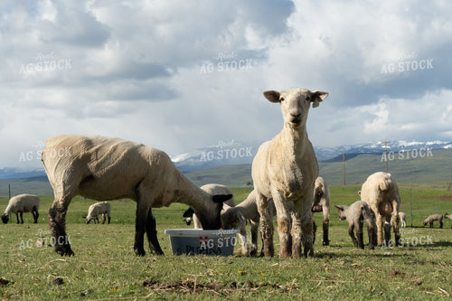 Sheep on Pasture with Mineral Tub 65653
