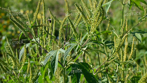 Bee Collecting Pollen from Plants on CRP Land 25068
