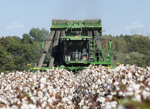 Cotton Harvest 79834
