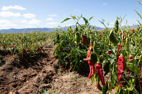 Red Peppers 105068