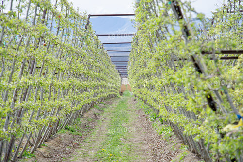 V-trellis in Apple Orchard 146093