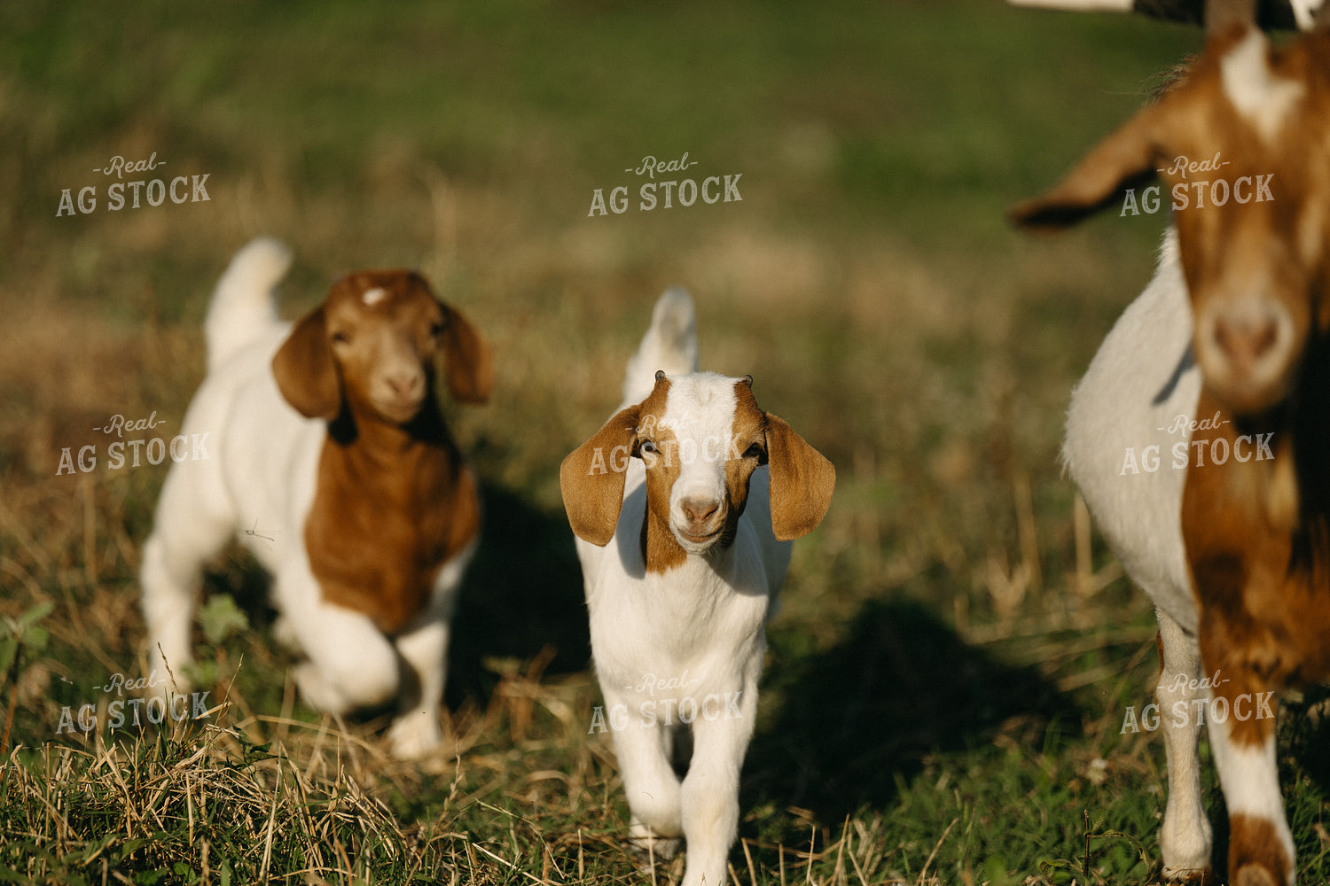 Goats 125304