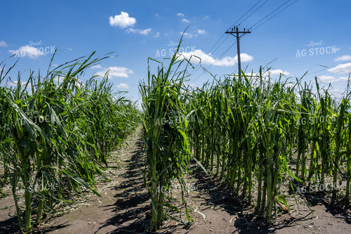 Hai Damaged Corn Field 65904