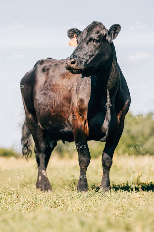 Black Angus Cow 178055