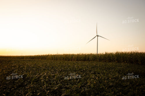 Wind Turbine Rising Over Soybean and Corn Fields at Sunset 415007