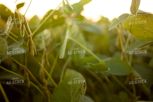 Soybeans - Mid-Season 1510