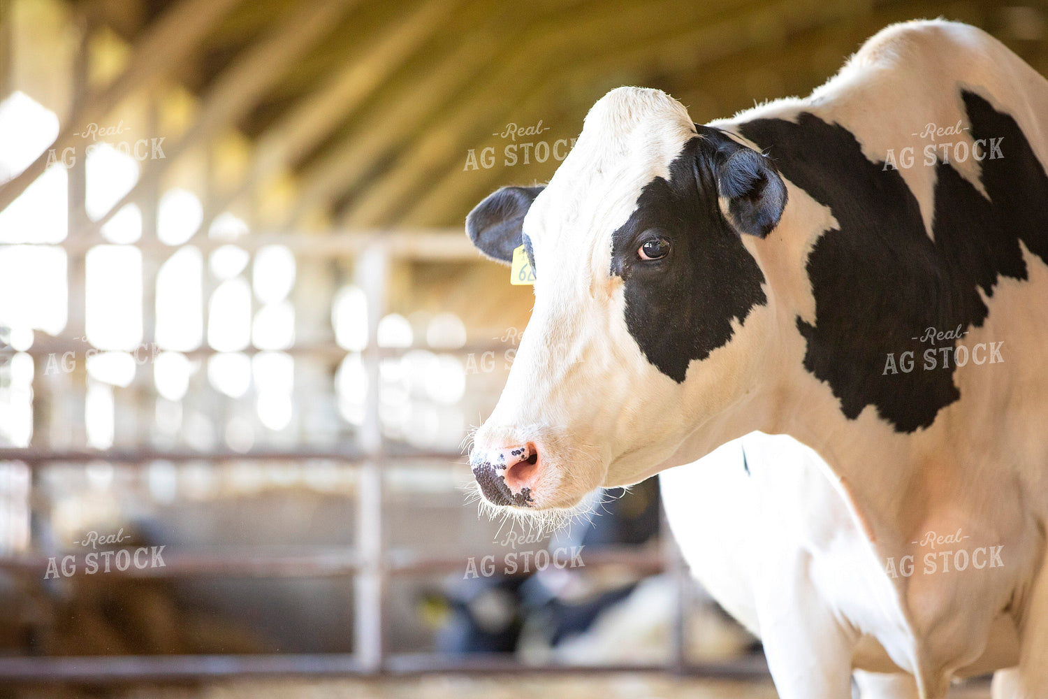 Holstein Cow 55243