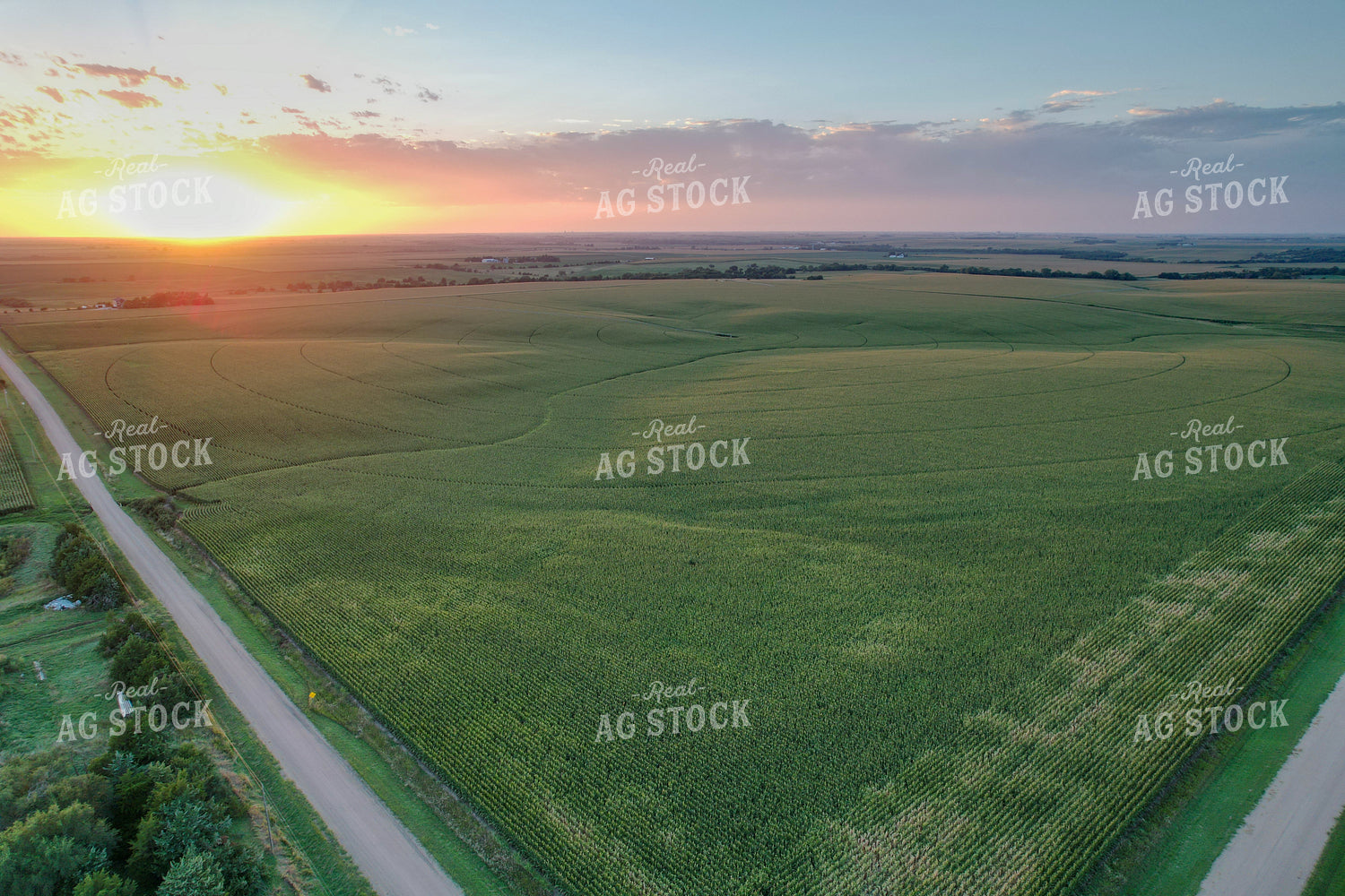 Aerial of Mid-Season Corn Field 65604
