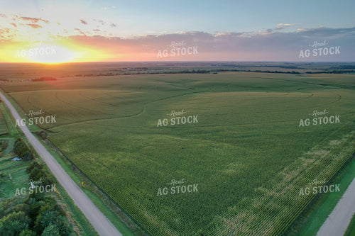 Aerial of Mid-Season Corn Field 65604