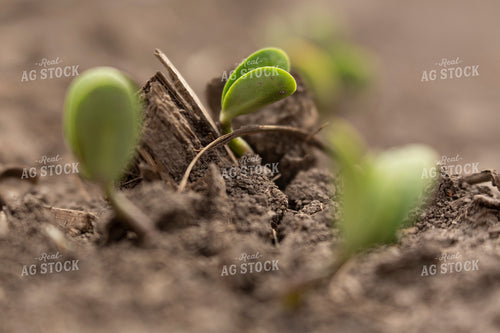 Soybeans - Early Growth 1384