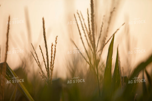 Corn - Mid-Season 1298