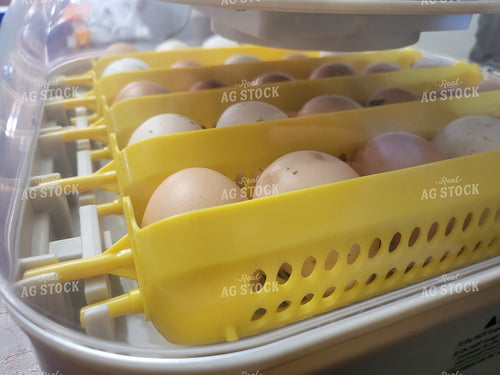 Eggs Incubating 122026