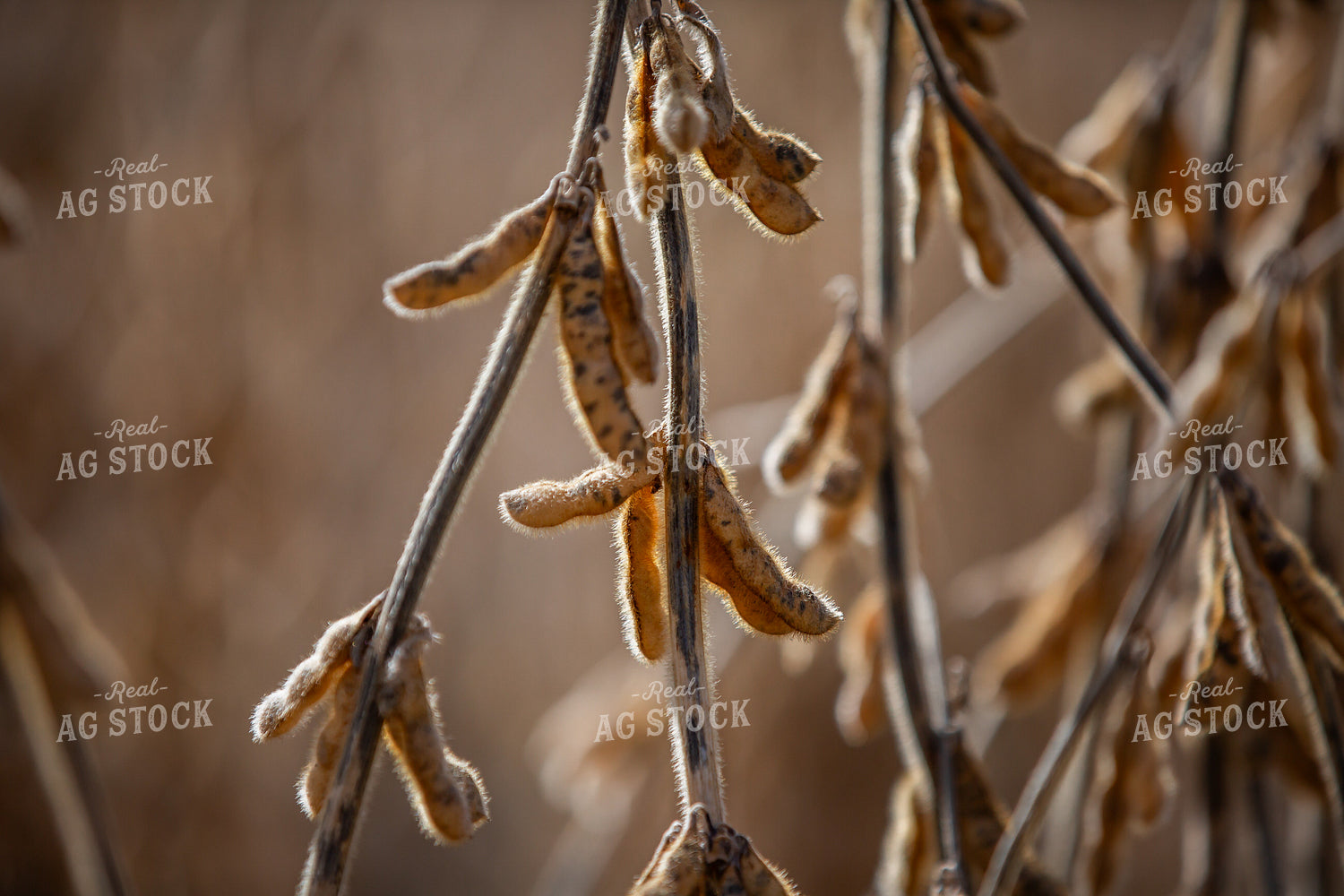 Dried Soybeans 270662
