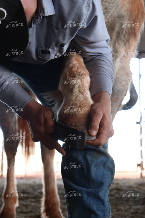 Horse Hoof Care in Barn 227012