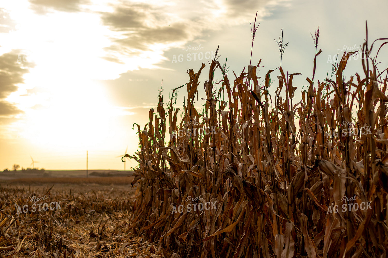 Dried Corn Field 67166