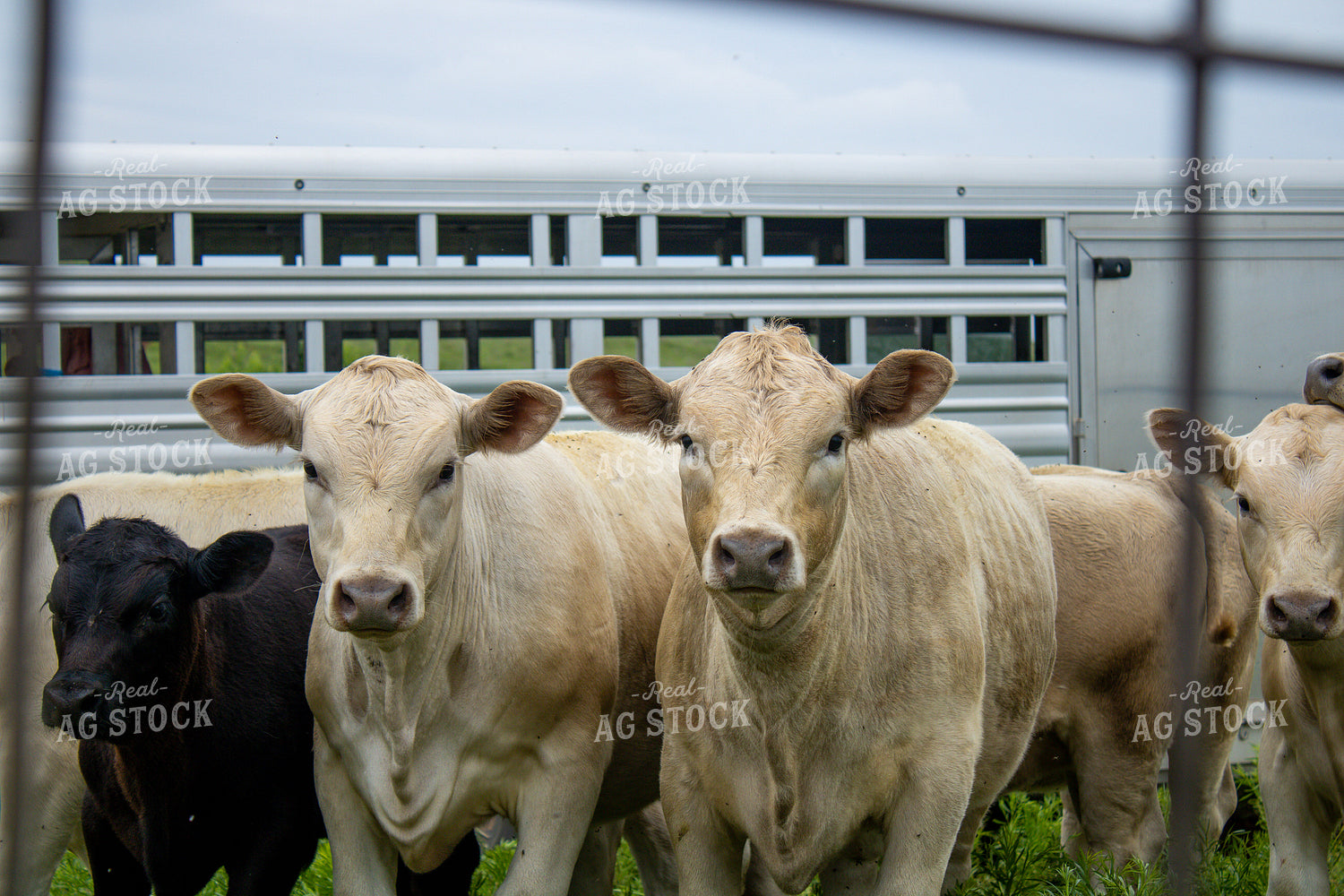 Cattle 208006