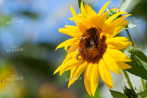Head of a Sunflower 107017