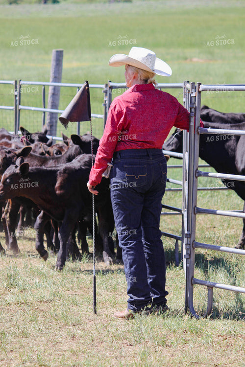 Cattle Gather 63072