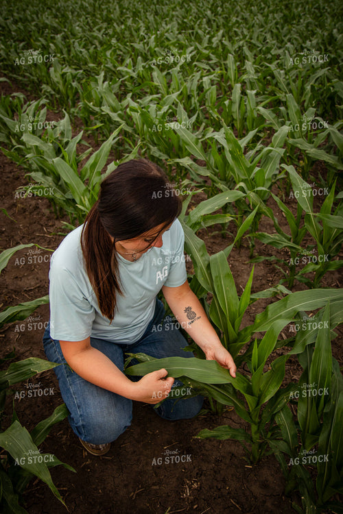 Female Farmer Checking Corn 67773