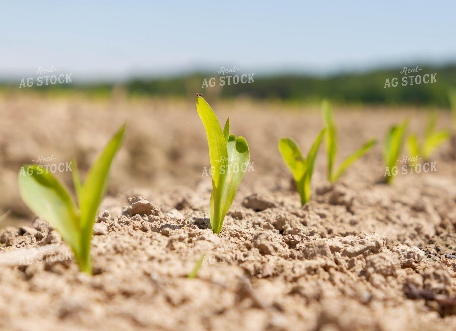 Corn Plant Sprouting 79269