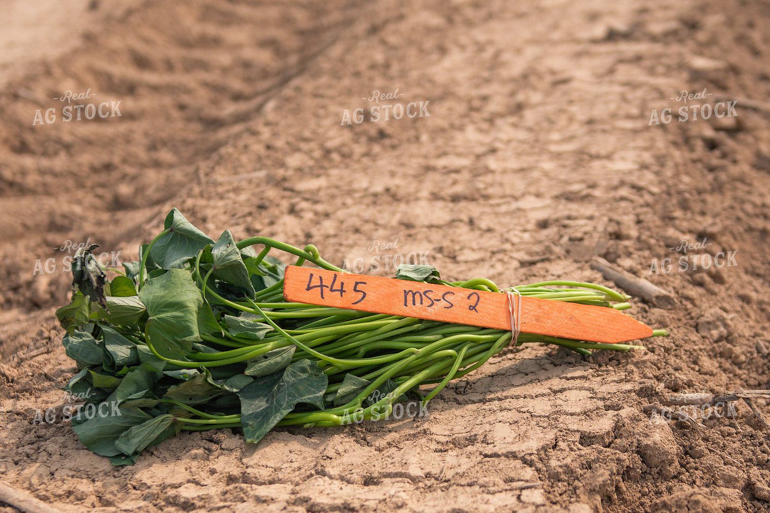 Sweet Potato Variety Trial 158012