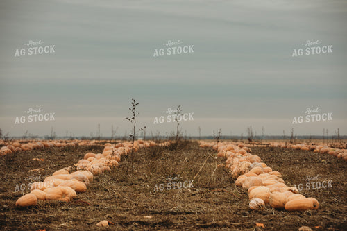 Food Pumpkins 3557