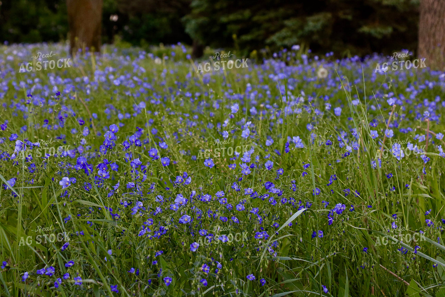 Flowers in Pasture 299266